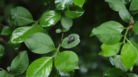 gran insecto negro sentado en una hoja verde