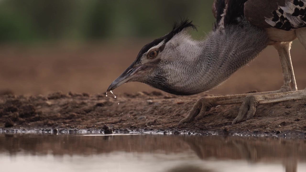 Otarda Kori in primo piano in Africa, Uccelli africani in safari, Vista dal basso del comportamento di un uccello che beve a una pozza d'acqua, Safari naturalistico della fauna selvatica africana allo stato brado nel suo habitat naturale.