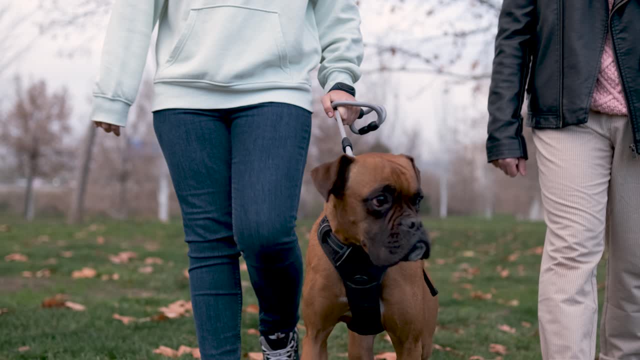 Couple taking their boxer dog for a walk outdoors in the park