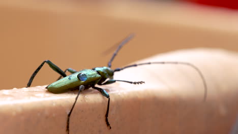 Musk-beetle-closeup-showcases-glossy-body-shimmering-with-hues-of-metallic-green,-bronze