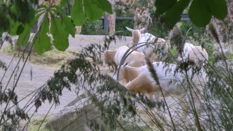 Oryx-Con-Cuernos-De-Cimitarra-En-Cautiverio-En-El-Zoológico-De-Dublín,-Irlanda