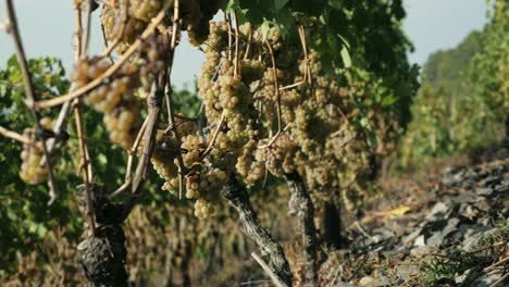 Mellow-grapes-on-grapevines-at-sunrise-in-a-river-valley-in-fall-in-germany