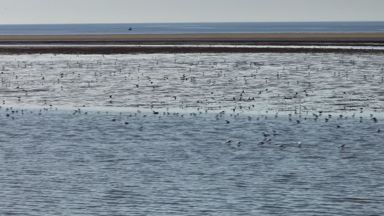 오스트보른 (oostvoorne) 의 히더플라트 (hinderplaat) 의 조류 평야에서 먹이를 먹는 큰 새 무리
