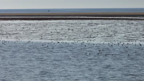 large flock of birds feeding on tidal flats at hinderplaat, oostvoorne during low tide