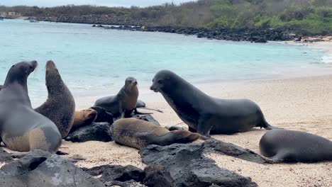 Lobo-Marino-Macho-Alfa-De-Galápagos-Arrastrándose-Hacia-El-Grupo-De-Hembras-En-La-Isla-San-Cristobal,-Ecuador