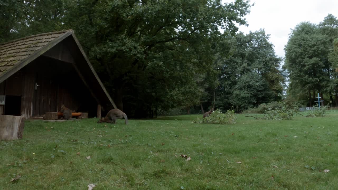 медленно прыгающий кенгуру на зеленом лугу