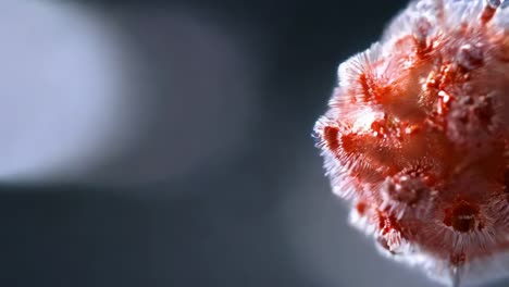 primer plano de la estructura de una flor