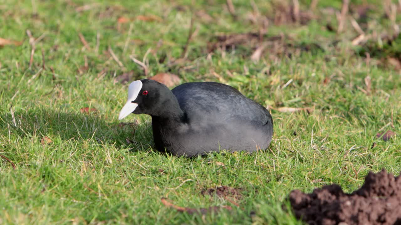 Una folaga, Fulica atra, si nutre mentre si riposa sull'erba. Inverno. Regno Unito