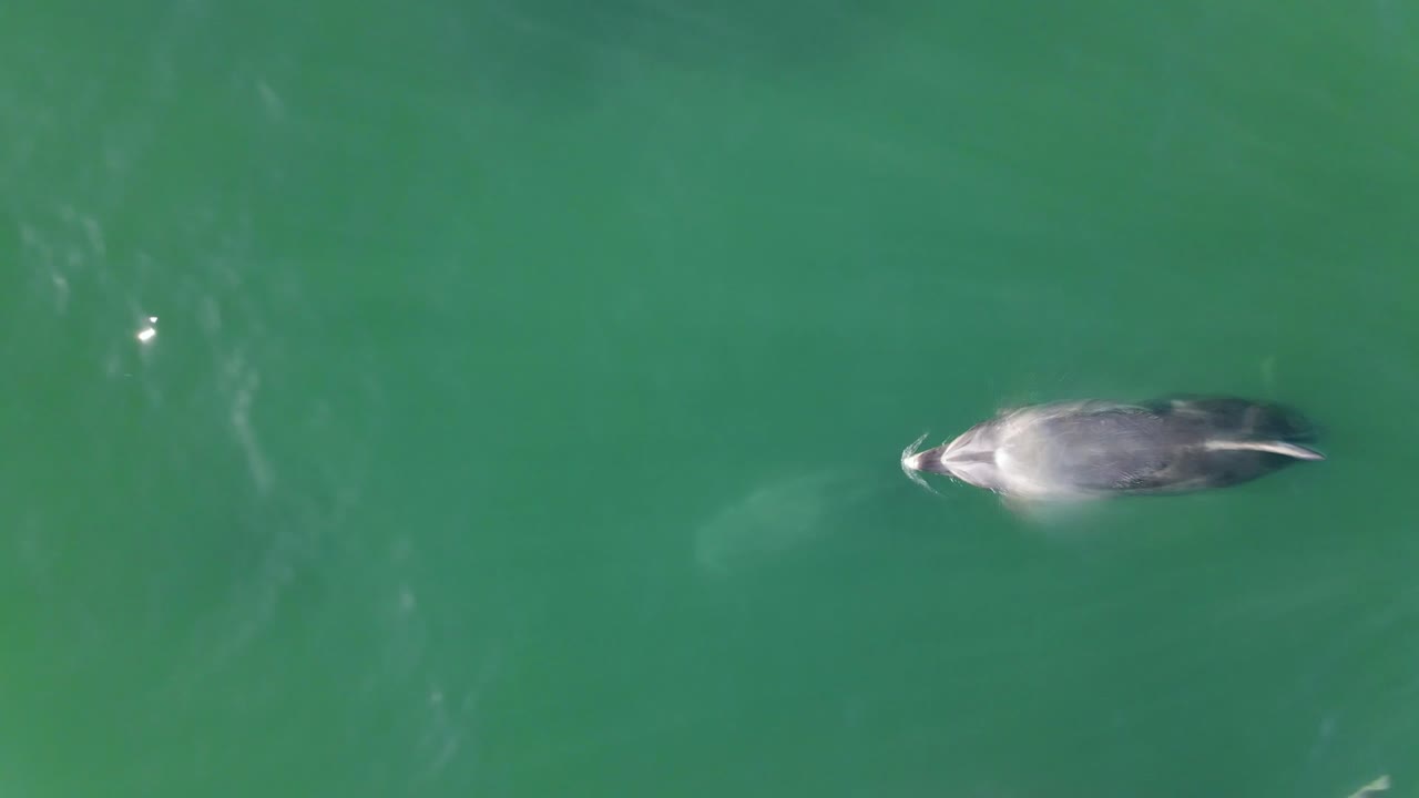 미국 캘리포니아주 산타바바라 해안에서 수영하는 병코돌고래 떼의 공중 4k 영상