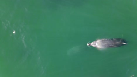 4k-luftaufnahmen einer schar tümmler, die an der küste von santa barbara, kalifornien, usa, schwimmen