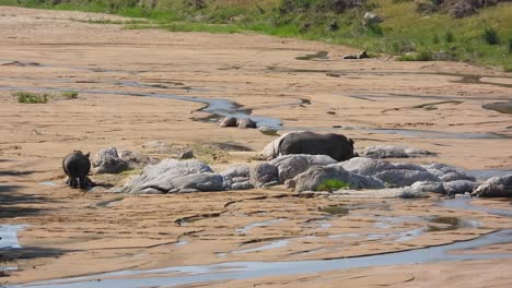 family of endangered white rhino grazing on dry savanna riverbed in kruger national park