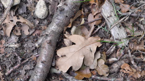 Wood-ants-crawling-over-forest-floor,-static-handheld