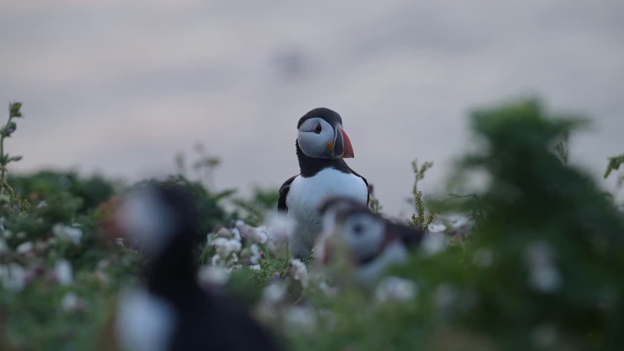 영국 스코머 섬의 파핀 (skomer island puffin) 은 웨일즈의 스코머섬에 있는 대서양 파핀 (atlantic puffin) 이다.