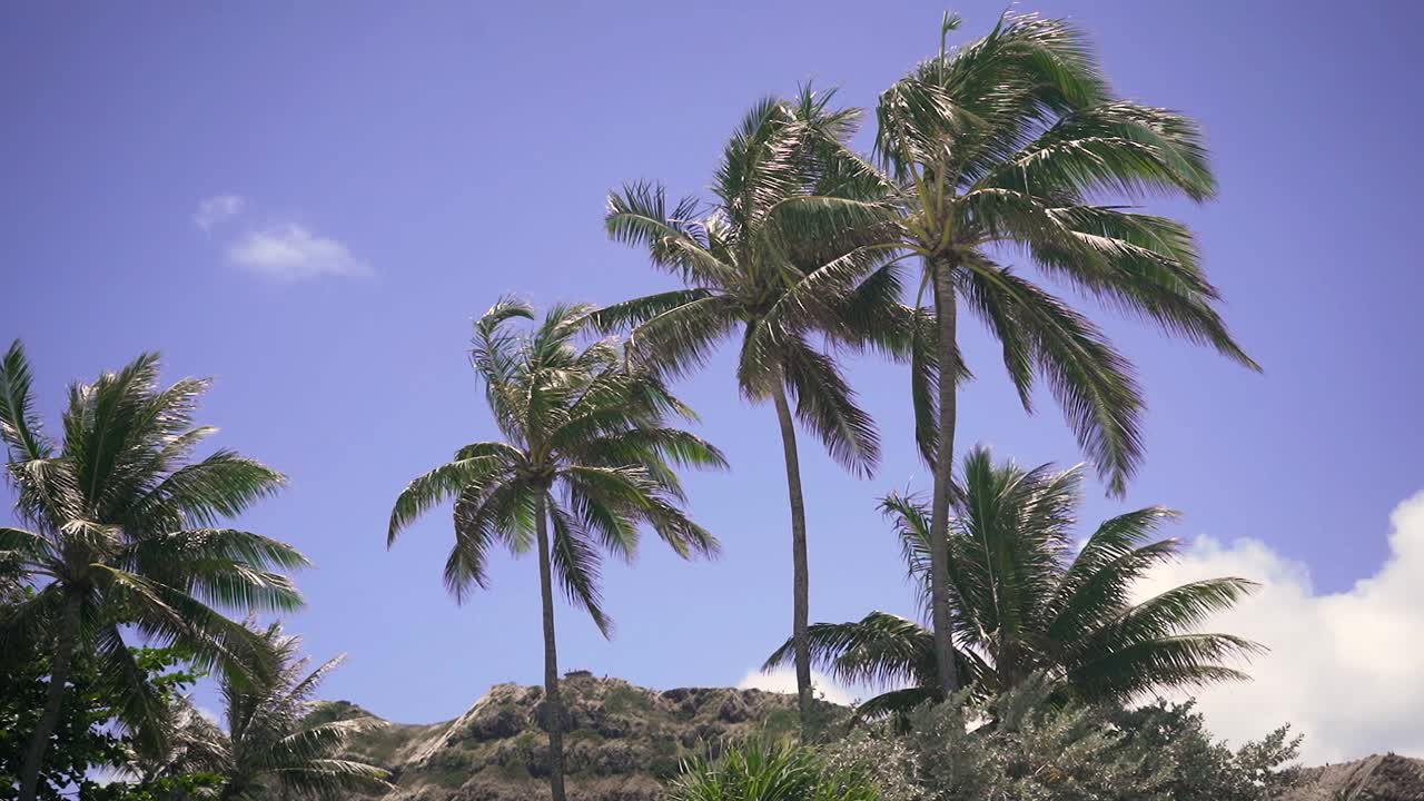 열대 해변 에 있는  나무