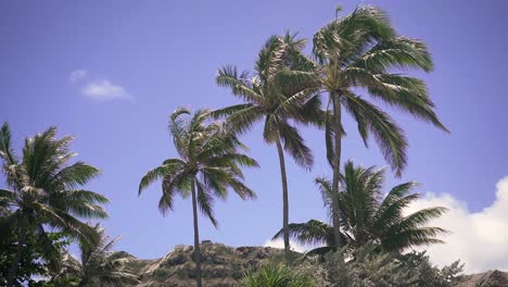 palmeras en la playa tropical
