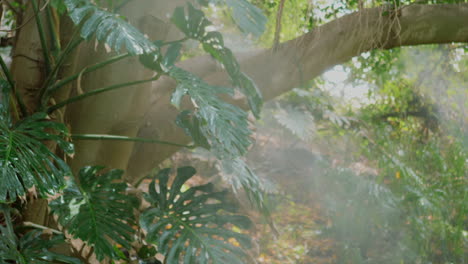 lluvia tropical en la planta monstera deliciosa