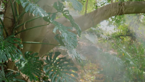 tropical rain on monstera deliciosa plant