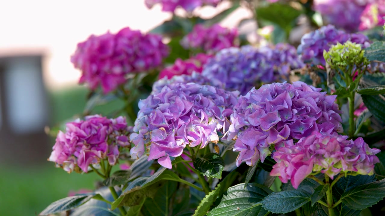 Close-up of Purple and Pink Hydrangea Flowers in a Garden