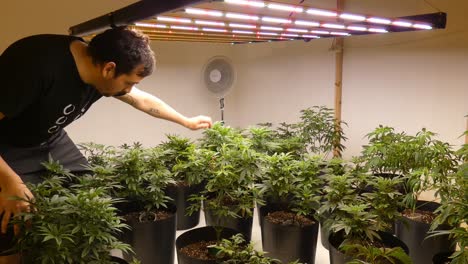 a room filled with small growing medicinal cannabis plants