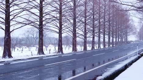 snow falling in slow motion, pan across wintry metasequoia namiki road, japan