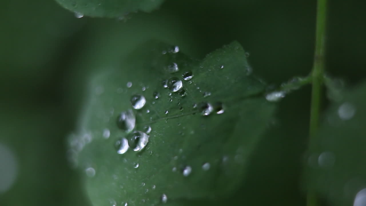 las gotas de lluvia se adhieren a una hoja