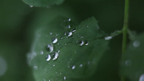 Regentropfen-Haften-An-Einem-Blatt