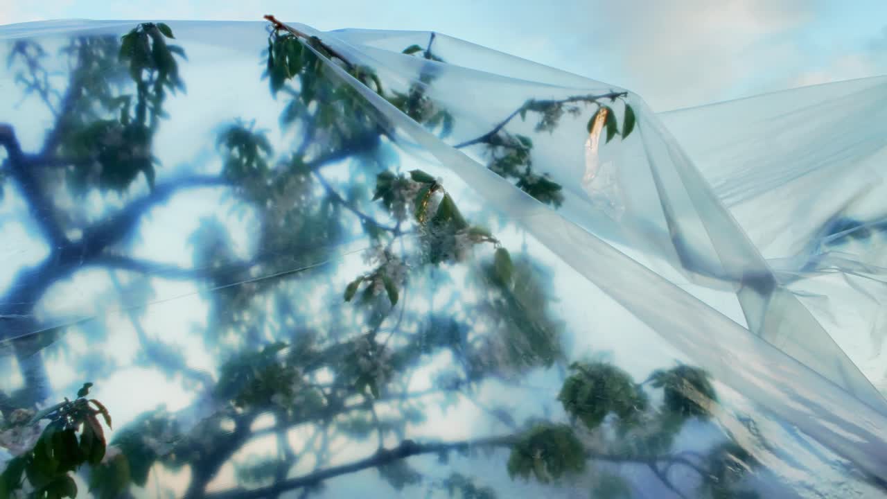 Blossoming branches gently pressed against translucent plastic sheeting, bathed in soft daylight tones. Daugavpils, Latvia (Latgale)