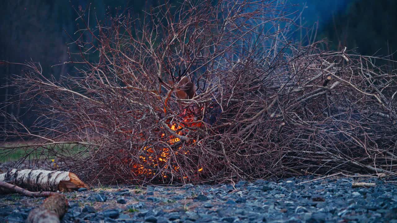 Man Burning Tree Branches And Twigs In The Forest - Medium Shot