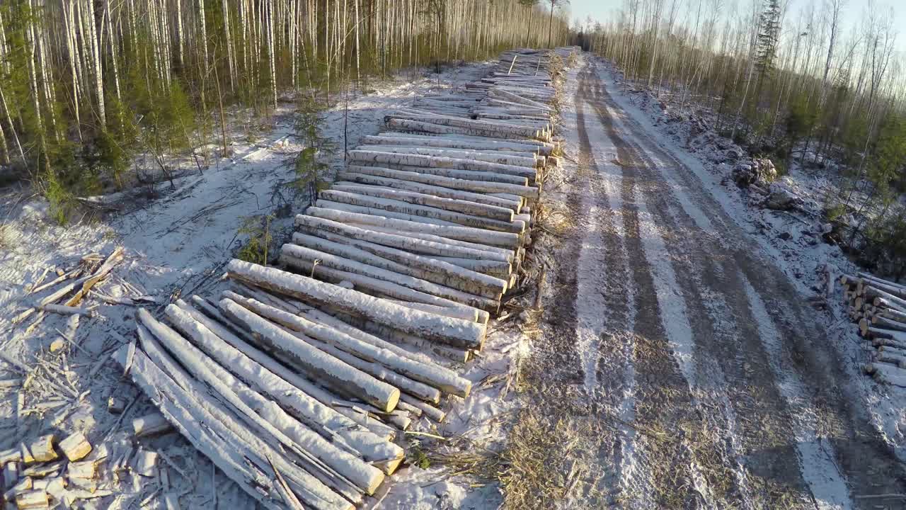 troncos apilados en un bosque nevado
