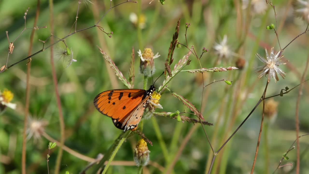 mariposa naranja con manchas lucha contra el viento mientras se alimenta de un poco de néctar, tailandia