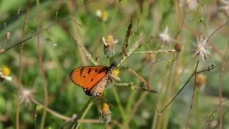 Mariposa-Naranja-Con-Manchas-Luchan-Contra-El-Viento-Mientras-Buscan-Algo-De-Néctar,-Tailandia