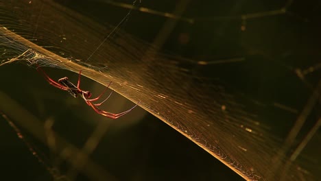 a golden silk orb-weaver spider weaves its web with skill and grace in this mesmerizing footage