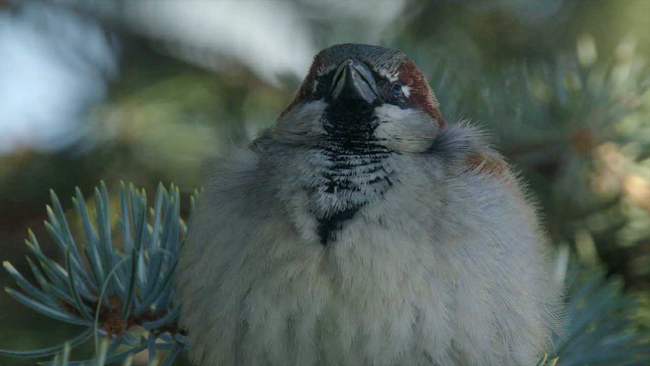 클로즈업: 털털한 수 집벌레가 소나무 가지에 앉아서 어보고 있다