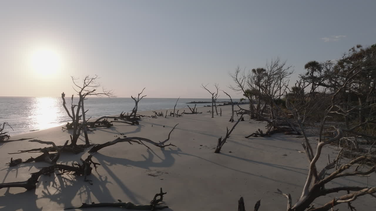 Scenic Beach with Dead Trees at Sunrise/Sunset