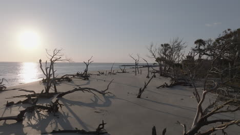 scenic beach with dead trees at sunrise/sunset