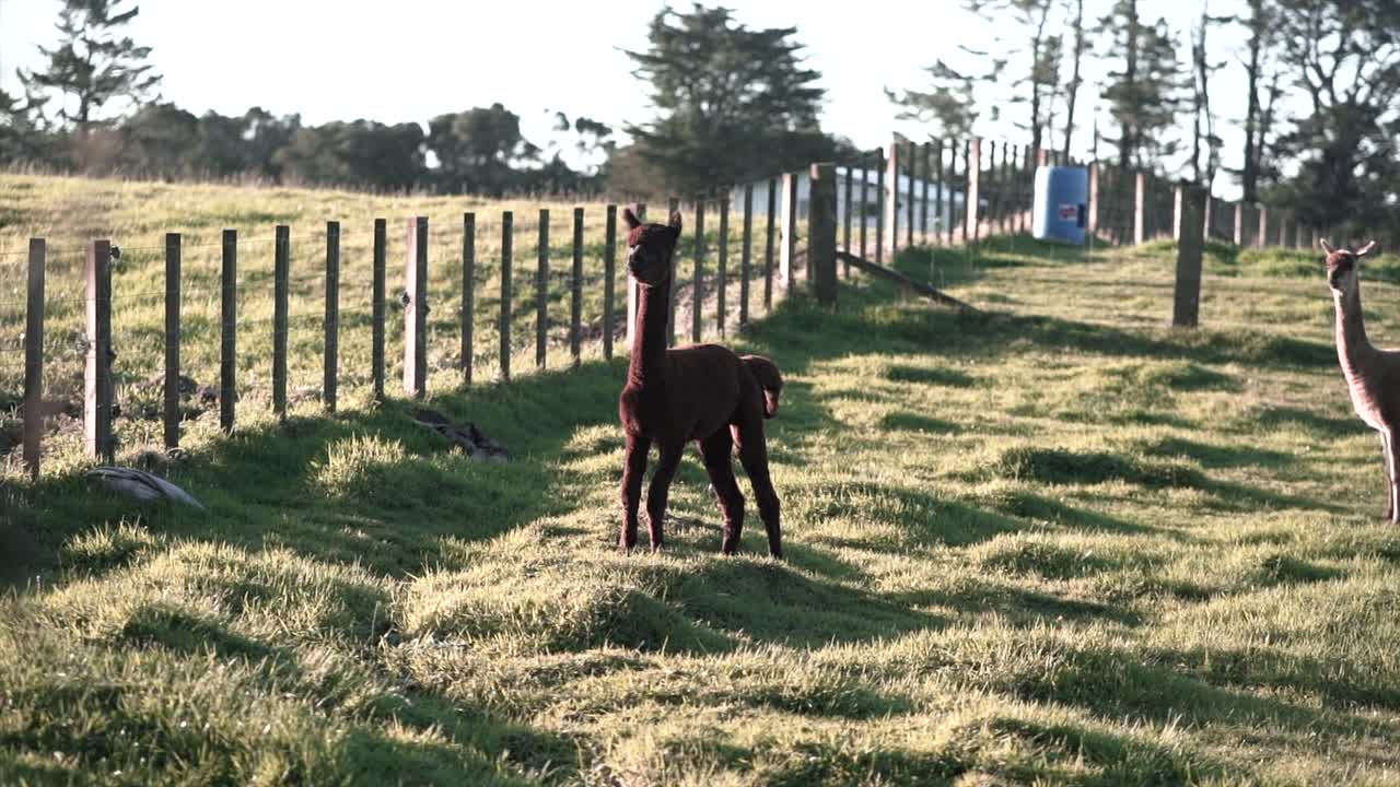 Alpaca in un campo erboso