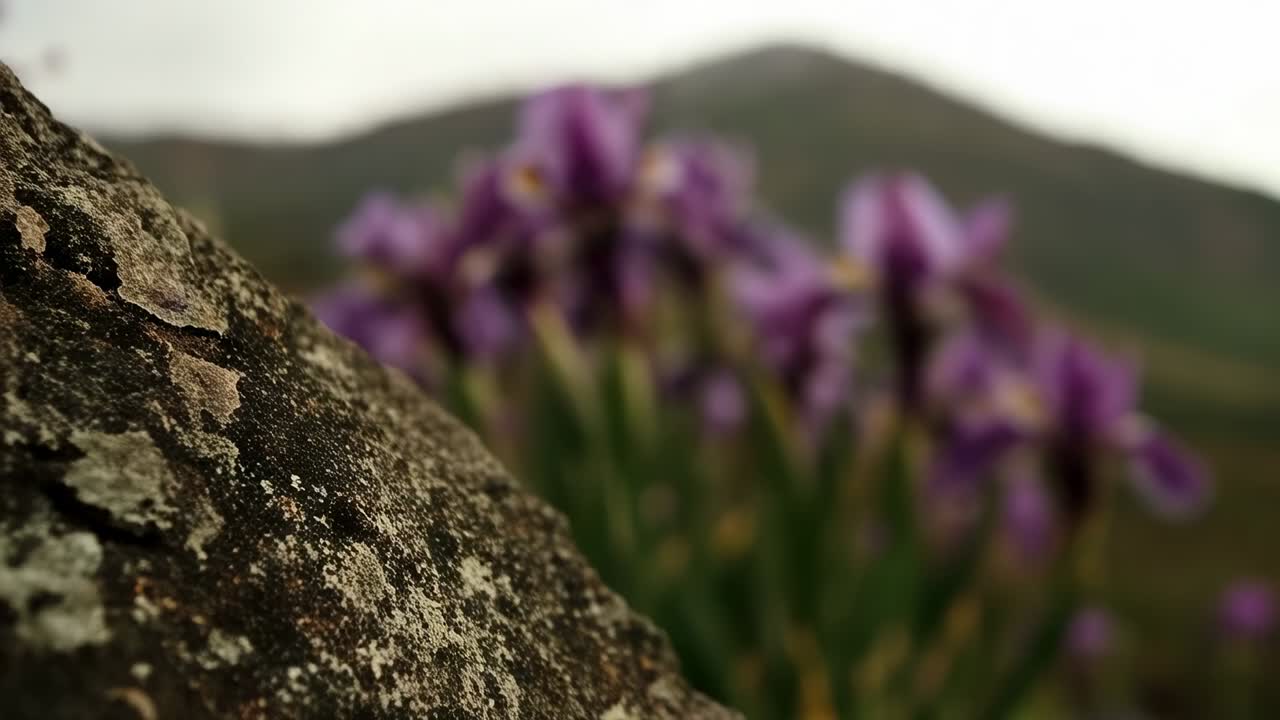 Kameraet trækker fokus fra lavbeklædt klippe til lilla iris på bjergkam og afslører detaljer i kronbladene