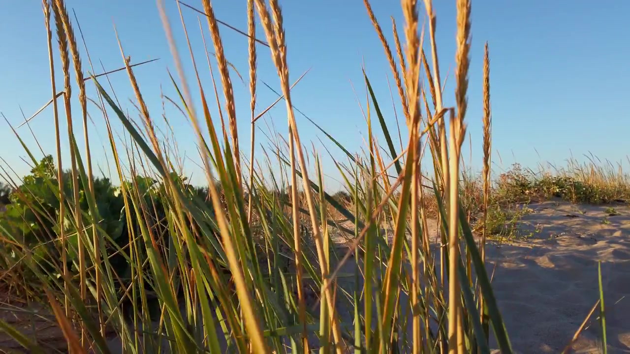 Phragmites australis. Trzcina. Ujęcie latem o zachodzie słońca. Zdjęcia wydm latem