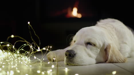 portrait of a cute dog lying near a glowing holiday garland with a fireplace burning in the background