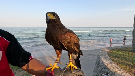 falcon on gloved hand overlooking the beach.