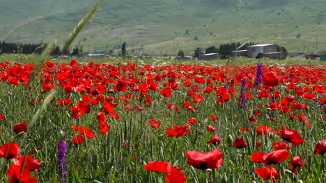 panorámica lenta vista izquierda del prado con flores de amapola roja