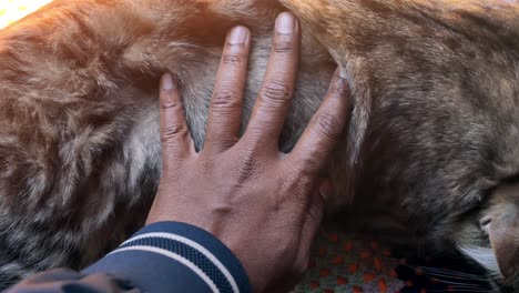 acariciar a un gato con la mano