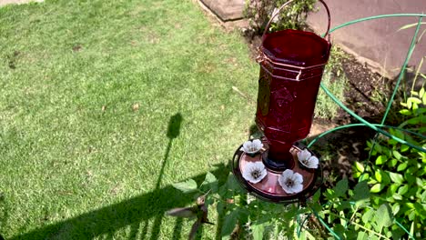 hummingbird flying from shadows to a hummingbird feeder during daytime