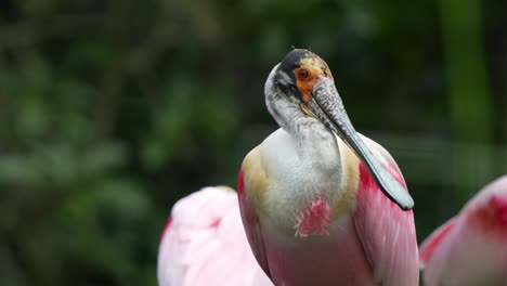 Espátula-Rosada,-Platalea-Ajaja-Con-Llamativo-Plumaje-Rosado,-Acicalando-Su-Plumaje-Frotando-Su-Cabeza-Contra-El-Cuerpo,-Primer-Plano-Que-Captura-Los-Detalles-De-Las-Especies-Exóticas-De-Aves-Zancudas