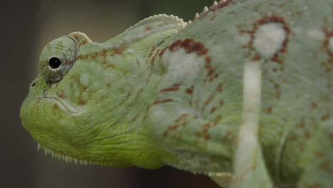camaleón furcifer oustaleti inmóvil en una ramita en madagascar, vista lateral primer plano de la cabeza con ojo rodante, picos en la columna vertebral y la barbilla visibles