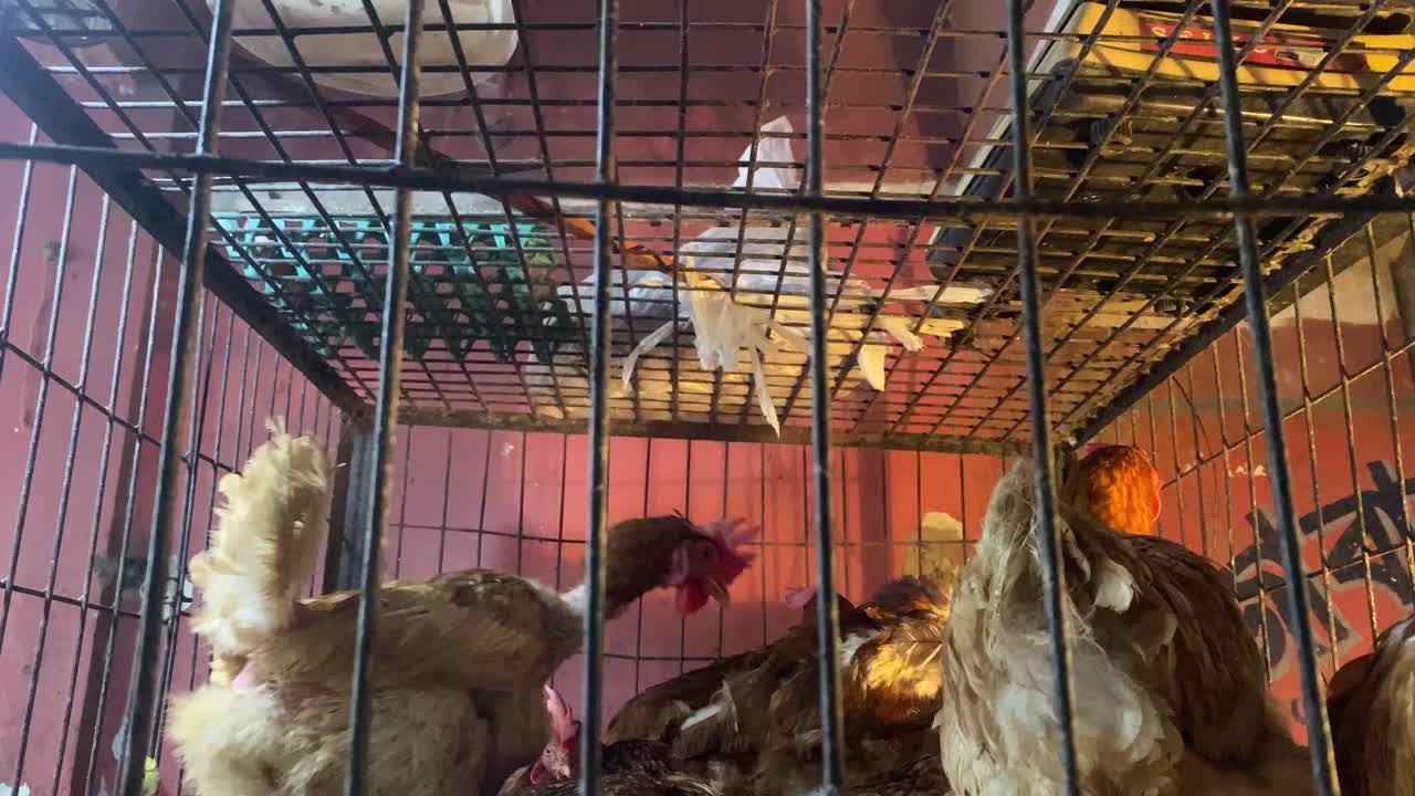 vista de gallos de pollo a través de barras de jaula