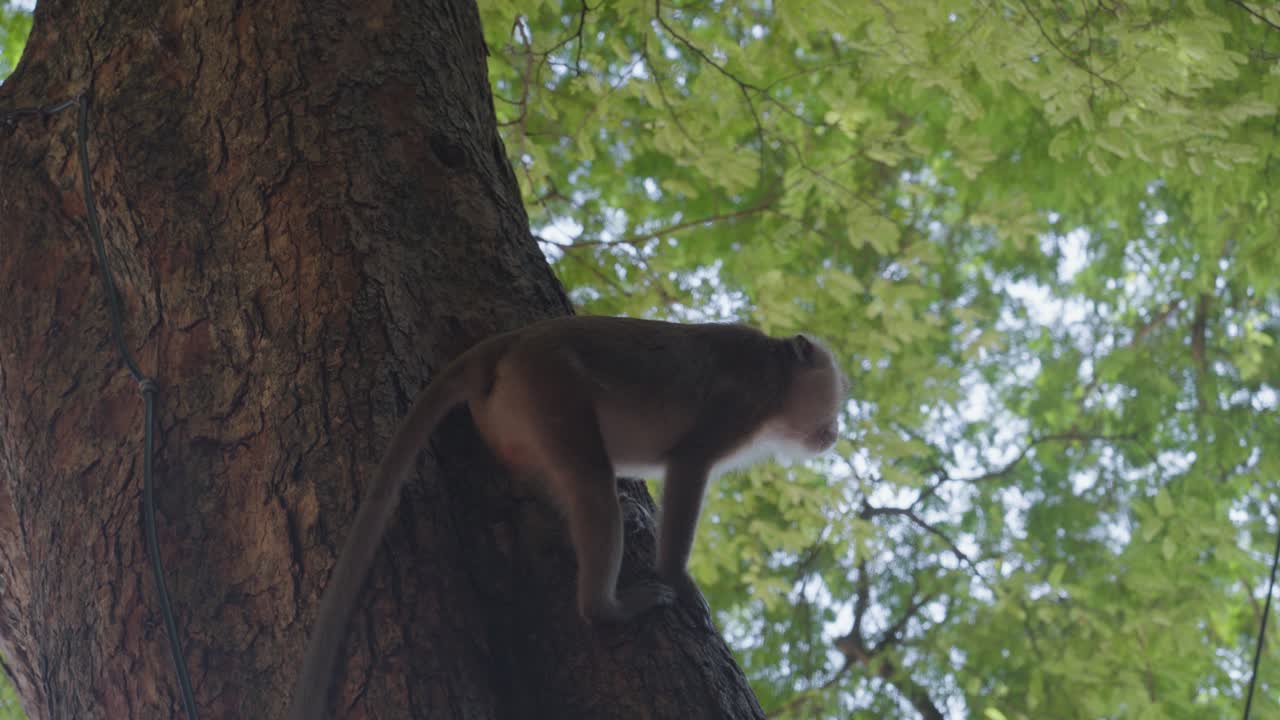 Monkey on a tree