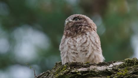 pequeño búho bebé se posa solo en la rama de un árbol, mira hacia otro lado de la cámara, grita