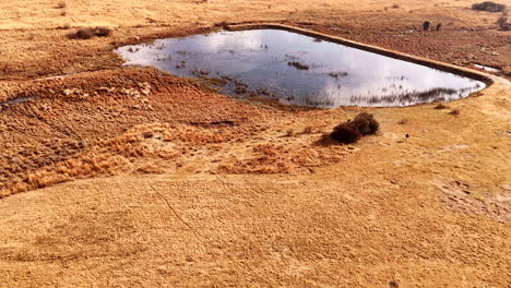 aerial view of man walking his energetic dog next to farm dam in dry winter