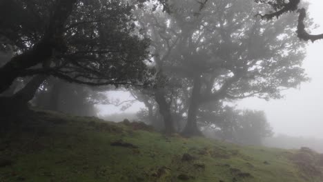 scenic fanal forest on shrouder in fog, magical madeira island